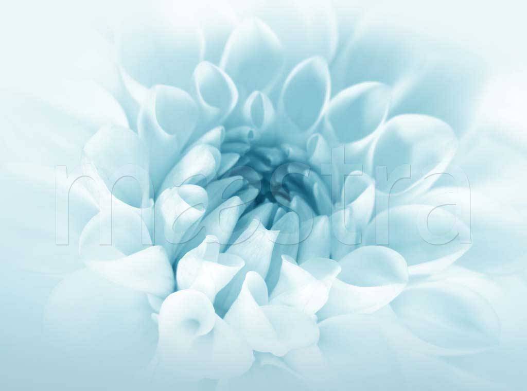 Фотообои Голубой цветок